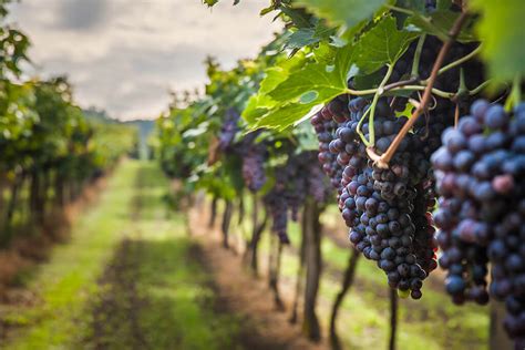 Taninos Do Vinho 5 Pontos Para Se Aprender Vinholando