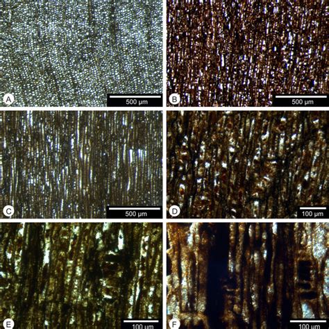 Microphotographs Of Permineralized Wood From The Kagbeni Formation In