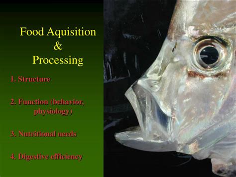 Ppt Functional Morphology Locomotion And Feeding Chapter 8 Helfman