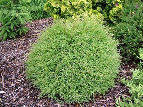 Arborvitae Gammons Garden Center And Landscape Nursery