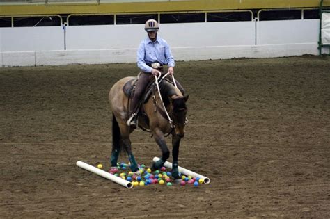 Horses, Horse training, Horse training ground work