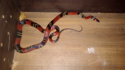 Morador aciona PMA após encontrar serpente venenosa em casa Geral