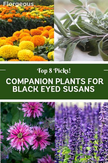 Companion Plants For Black Eyed Susans Top 8 Picks Black Eyed Susan