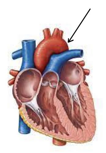 Anatomy Chapter 15 The Heart Flashcards Quizlet