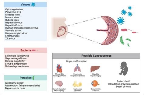 Infection During Pregnancy Several Pathogens Viruses Bacteria And