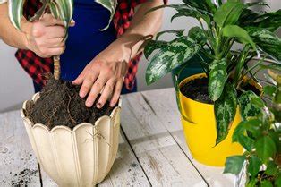 Conseils Pour Sauver Une Plante Trop Arros E D Comanie