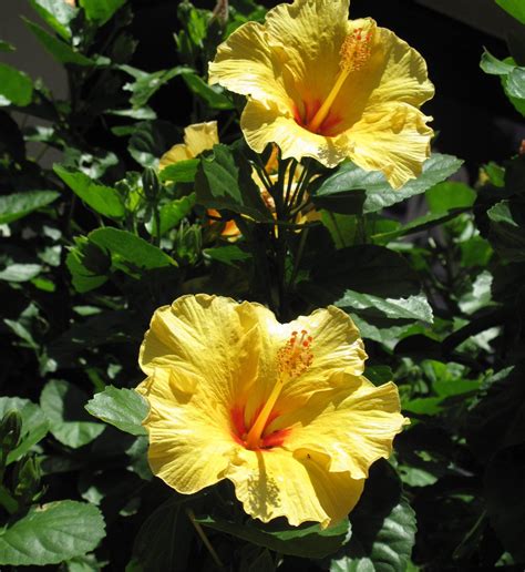 Yellow Hibiscus Bush | Hibiscus bush, Growing hibiscus, Hibiscus plant