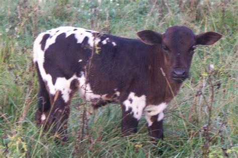 Pillard Miniature Cattle 2015 Mini Calves