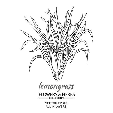 Lemongrass Clip Art Vector Images And Illustrations Istock