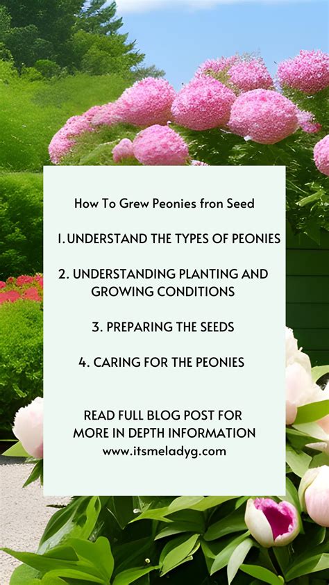 How To Grow Peonies From Seed 2 Its Me Lady G