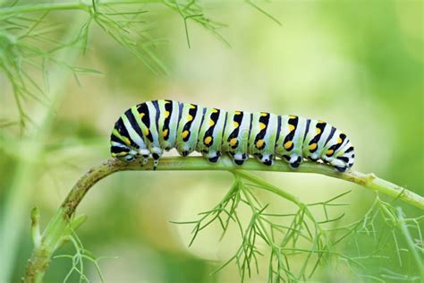 Black Swallowtail Caterpillar Eating Stock Photo Image Of Harmony