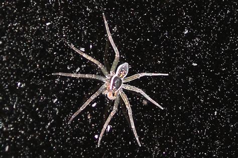 Nocturnal Spider Walking On Water Dolomedes Triton Bugguide Net