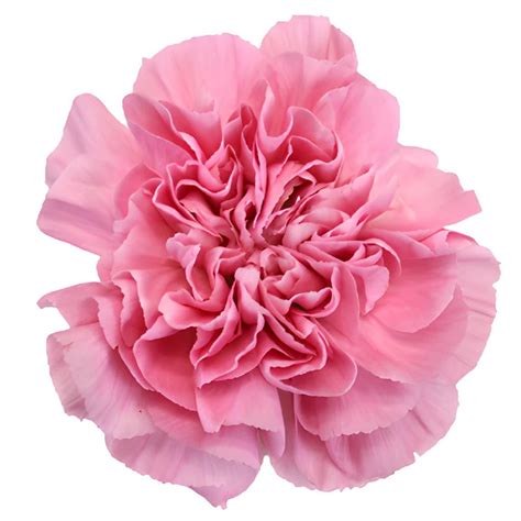 Buy Wholesale Watermelon Pink Carnation Flowers In Bulk Fiftyflowers