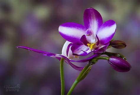 Purple Spathoglottis Orchid By Vanndra On Deviantart