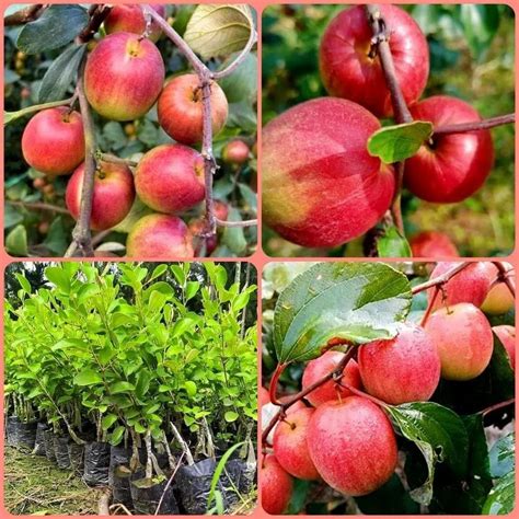 Full Sun Exposure Ball Sundari Red Apple Ber Plant For Fruits At Rs 50