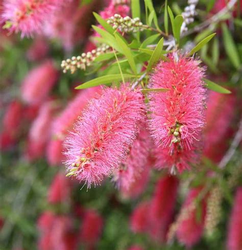 Callistemon Citrinus Perth Pink Crimson Bottlebrush