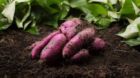 Como Plantar Batata Doce Em Vaso De Forma F Cil