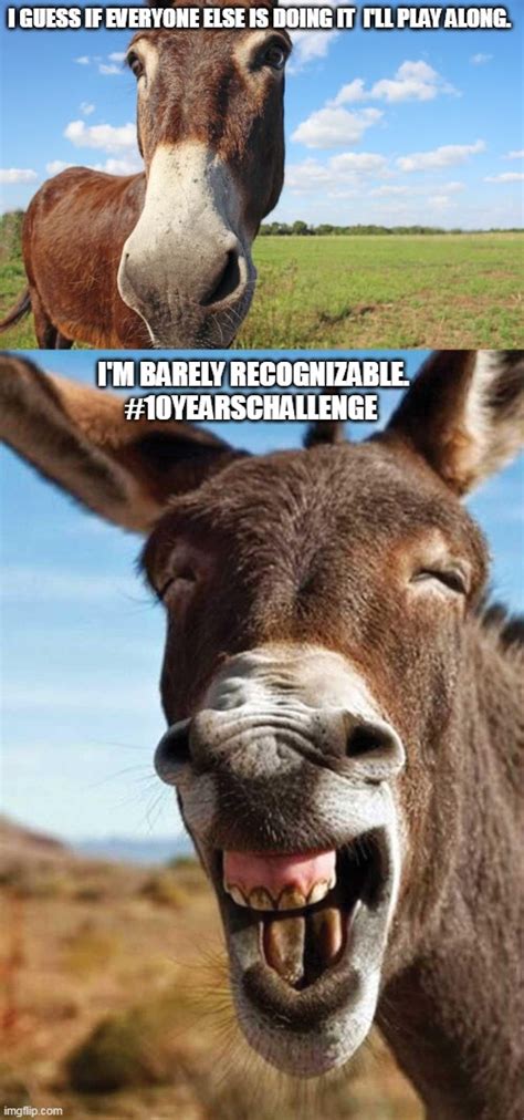 Donkey Meme