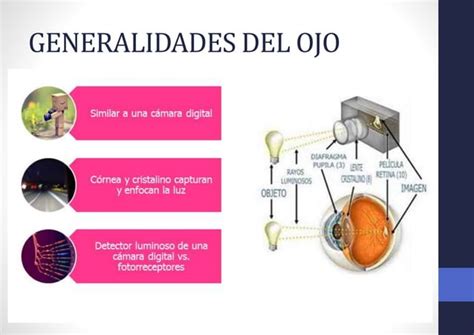 El Ojo Seminario Histologia Ppt