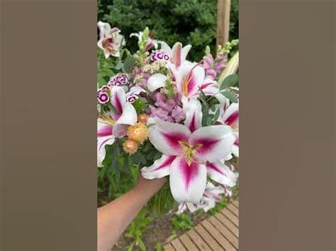 ‘Gaucho’ Lily is Gorgeous!!!! - YouTube