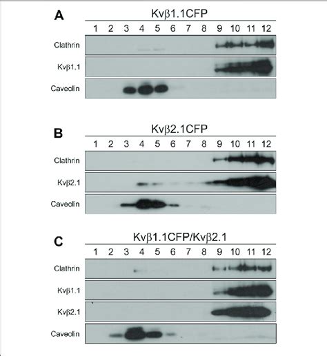 Kv Interaction Shifts Out Kv From Lipid Raft Domains Hek