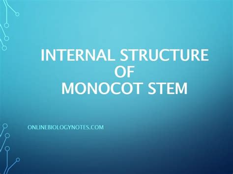 Internal Structure Of Monocot Root Online Biology Notes