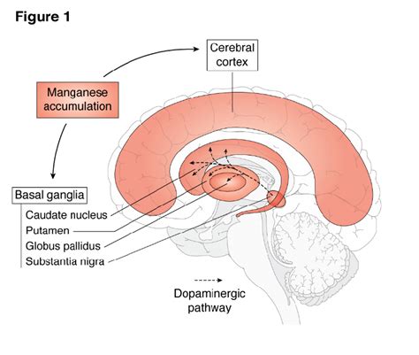 Schematic Showing The Sagittal Section Of Human Brain Showing The Brain