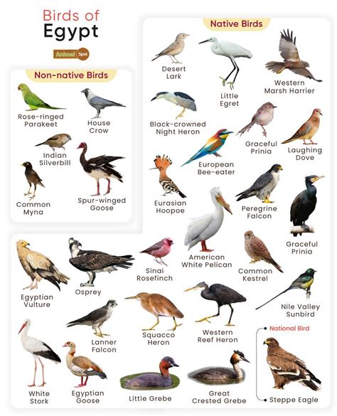 List of Birds Found in Egypt with Pictures