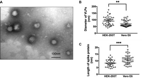 Frontiers Construction Of SARS CoV 2 Virus Like Particles By