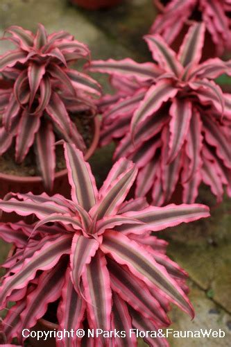 Nparks Cryptanthus Bivittatus Pink Starlite