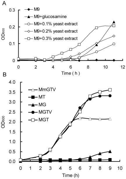 A The growth condition of E coli K12 ΔglmS in M9 minimal medium