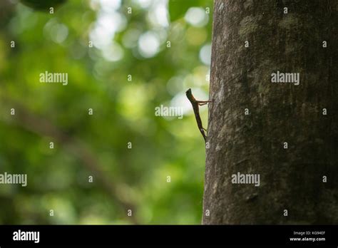 Insect Macro In Tangkoko National Park North Sulawesi Indonesia Stock