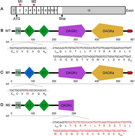 Schematic Representation Of The DGKE Mutations In Relation To The CDNA