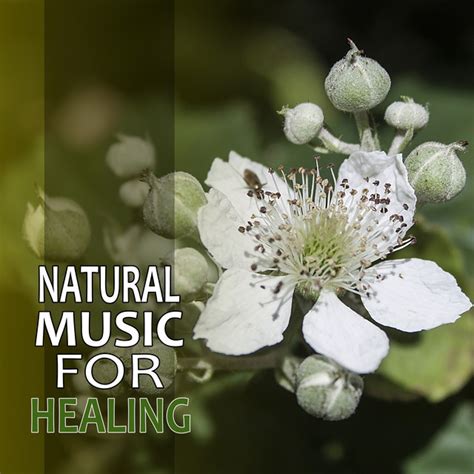 Natural Music For Healing New Age Calmness Music To Help You Relax