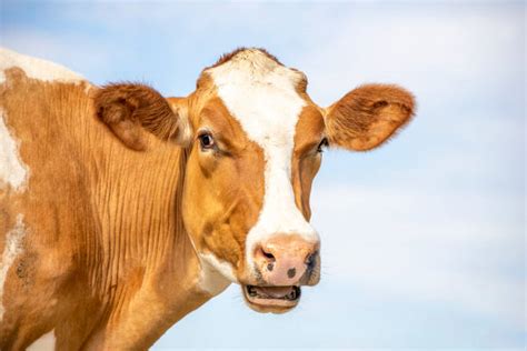 Cow Teeth Stock Photos Pictures And Royalty Free Images Istock