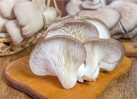 The Best 14 Porcini Mushroom Substitutes Greedy Gourmet