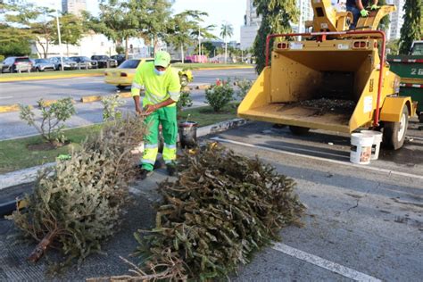 Aseo De Panam Realizar Operativo Para El Reciclaje De Pinos De Navidad