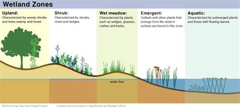 Cross Section With Vegetation Zoning