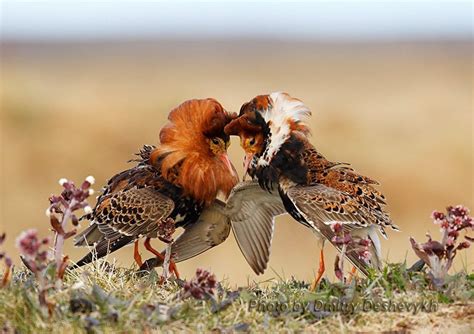 Ruff Courtship Display Philomachus Pugnax Animals Animals Animals