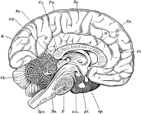 Printable Blank Brain Diagram Printableblank Net