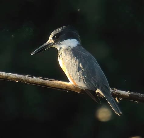 River Royalty (Part 2) - Friends of the Fox River