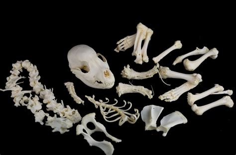 Small Animal Skeletons