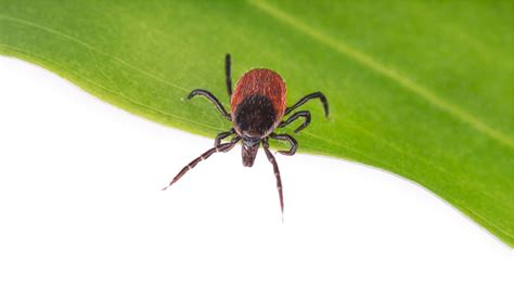 Tick-Borne Diseases: The Need for Integrated Approaches to Human-Animal Diagnosis - The Native ...