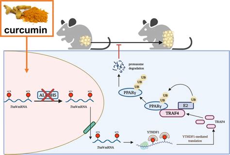 Curcumin Prevents Obesity By Targeting Traf Induced Ubiquitylation In