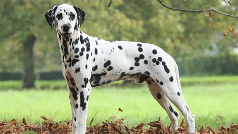 Dalmatian Breed Information Our Deer