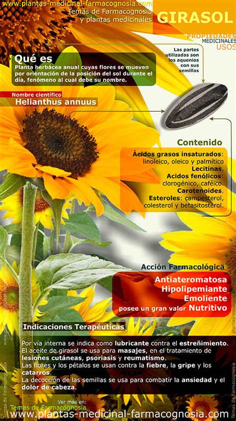 Propiedades Del Girasol Infografía Farmacognosia Plantas Medicinales