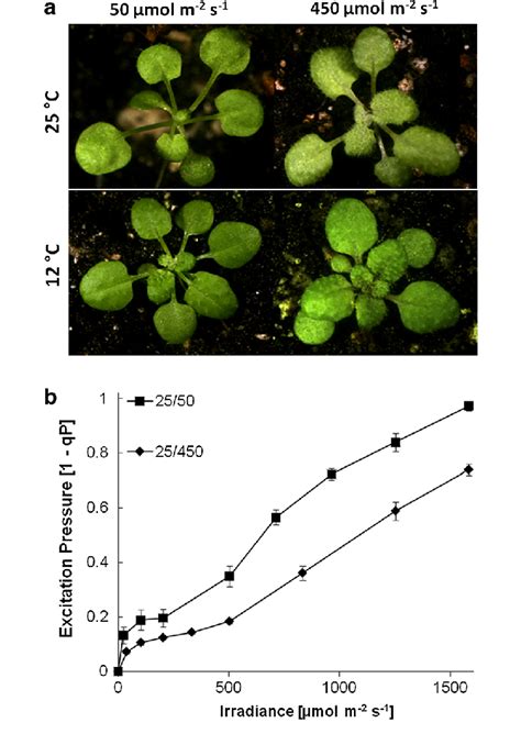 A Representative Photographs Of Arabidopsis Acclimated To Various Light