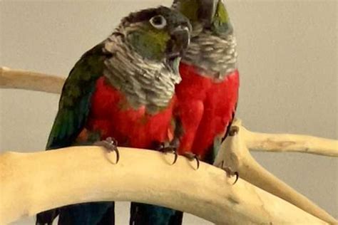 Crimson Bellied Conure Babies