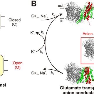 Mechanism Of Anion Conductance Activation A Channel Opening