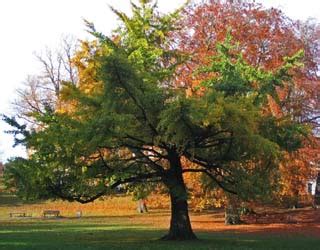 Carouge Arbres L Arbre Aux Cus